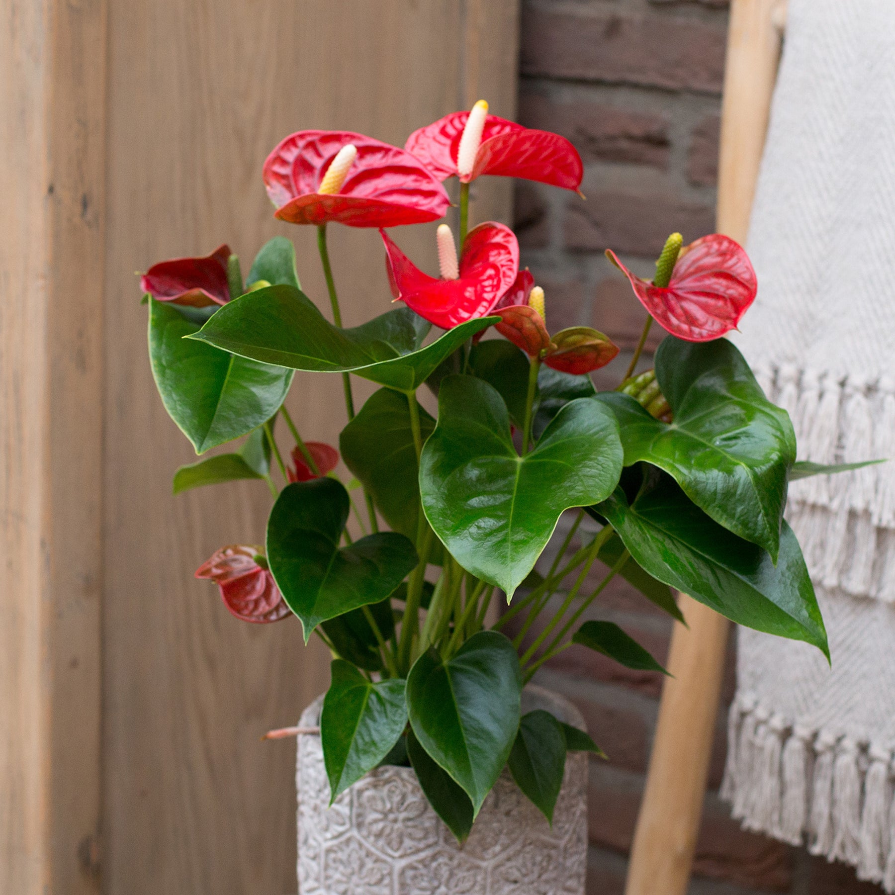 Anthurium rouge - Willemse