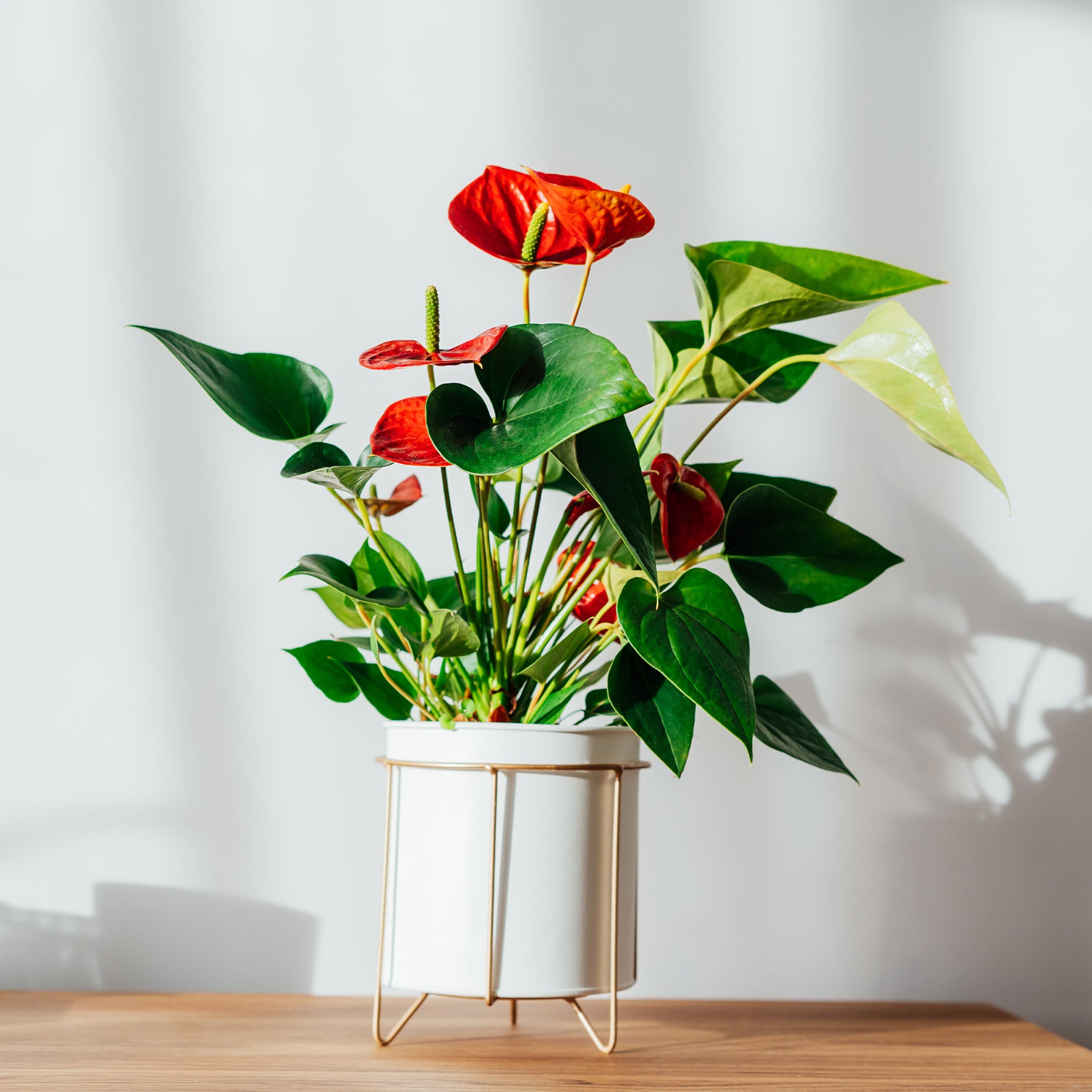 Anthurium red - Anthurium rouge - Plantes fleuries