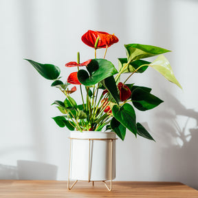 Anthurium red - Anthurium rouge - Plantes fleuries