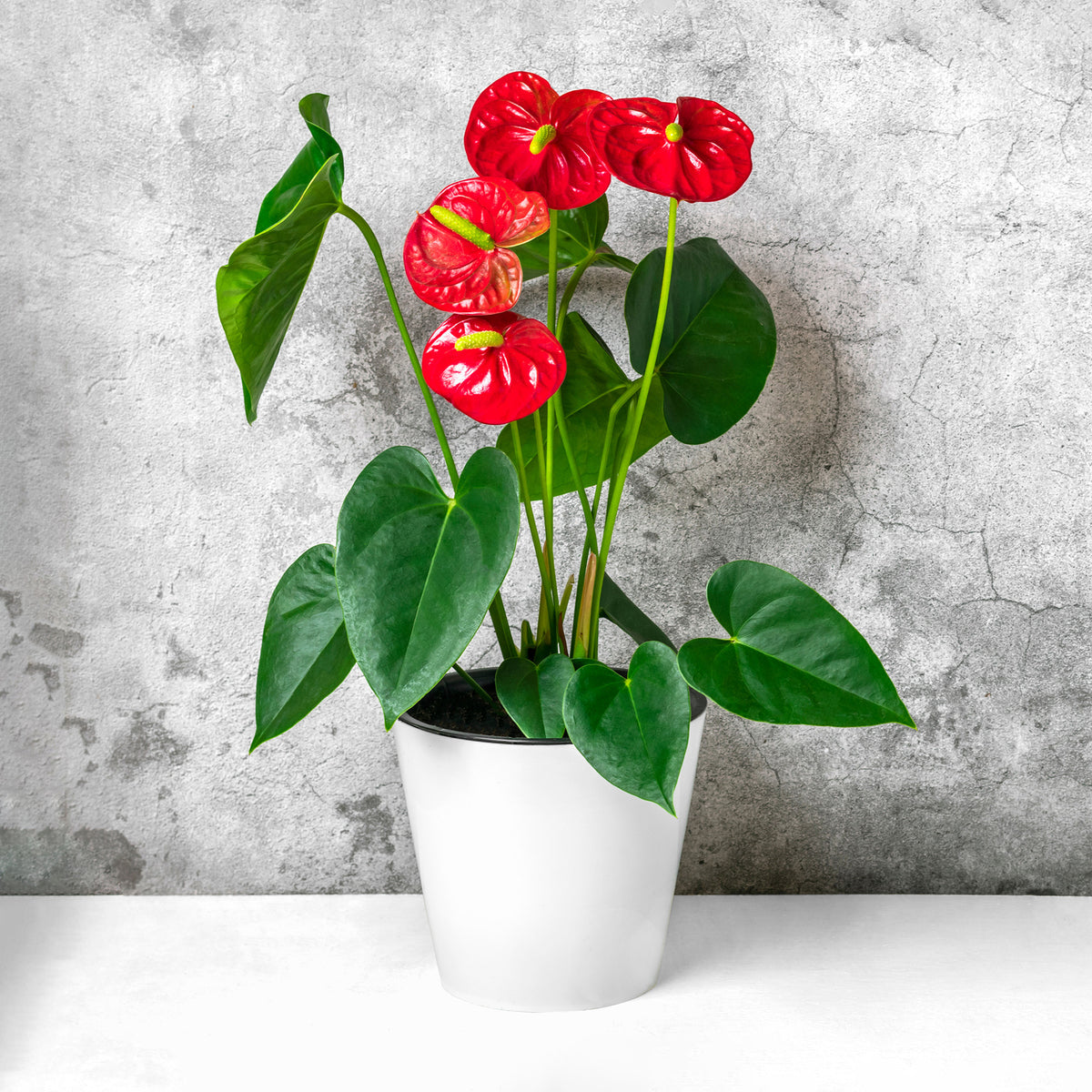 Anthurium rouge - Anthurium red - Willemse
