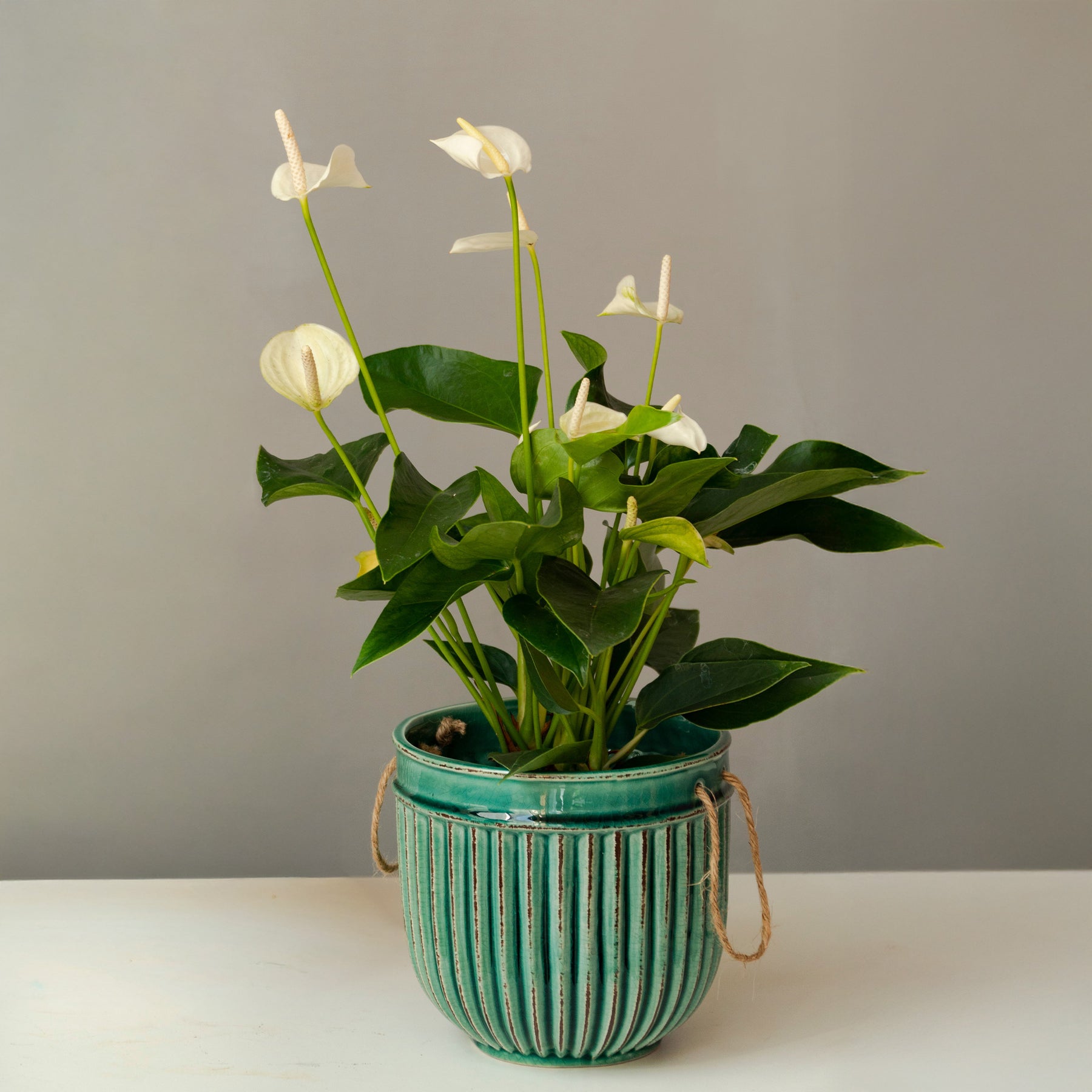 Anthurium blanc - Willemse