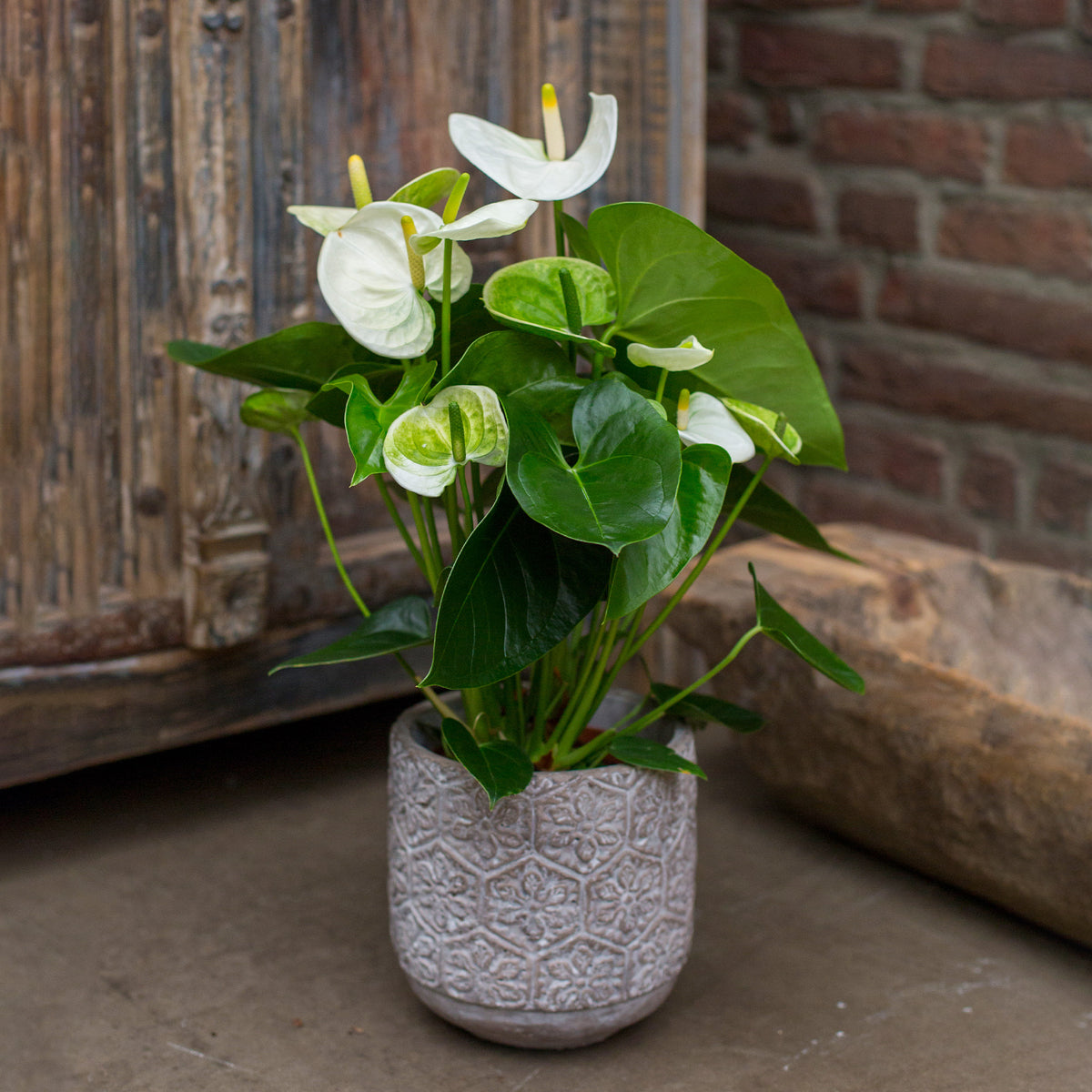 Anthurium blanc - Anthurium white - Willemse