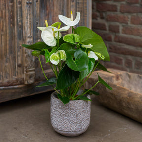 Anthurium blanc - Anthurium white - Willemse