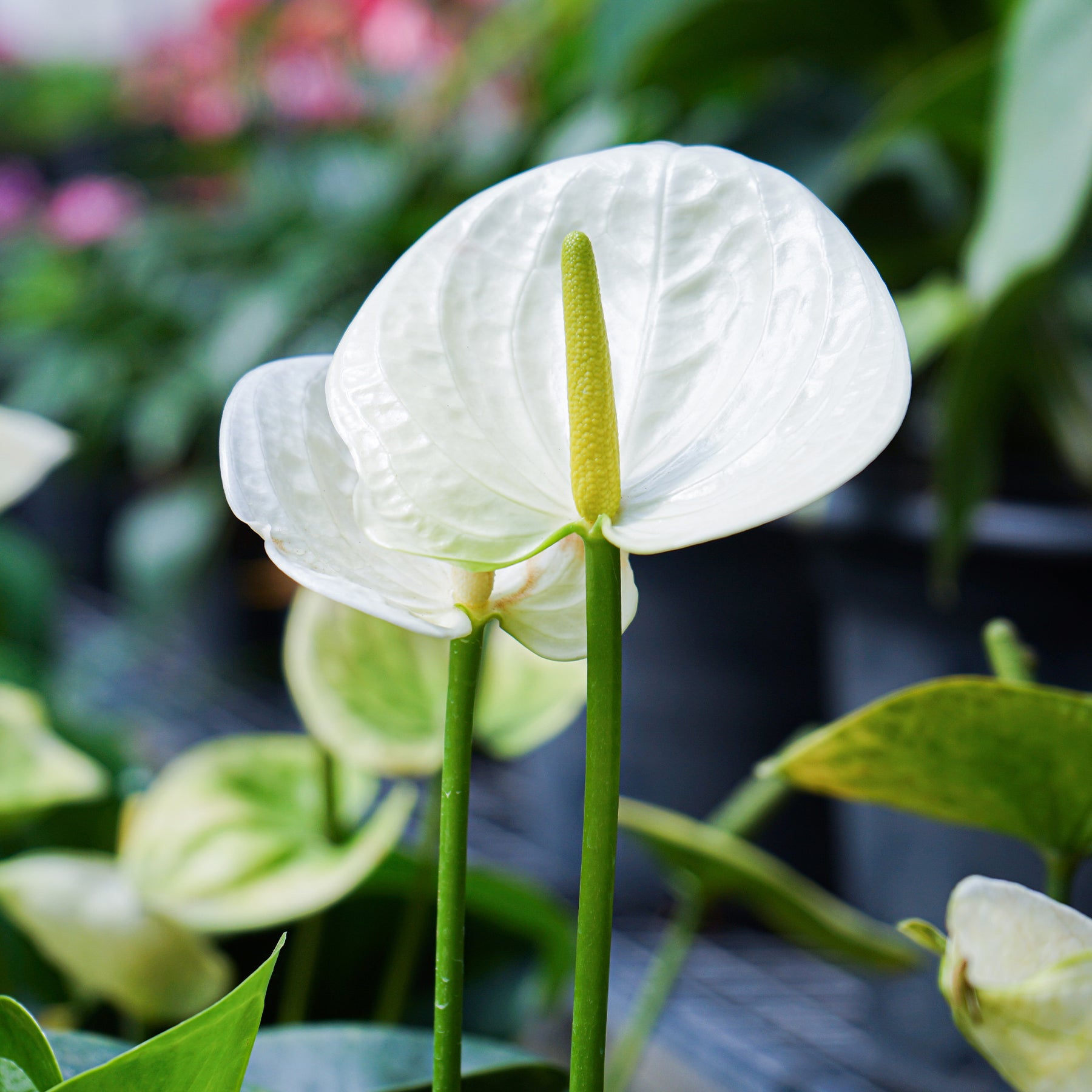Anthurium white - Anthurium blanc - Plantes fleuries