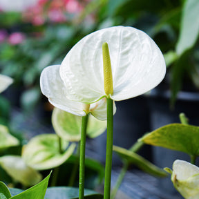 Anthurium white - Anthurium blanc - Plantes fleuries