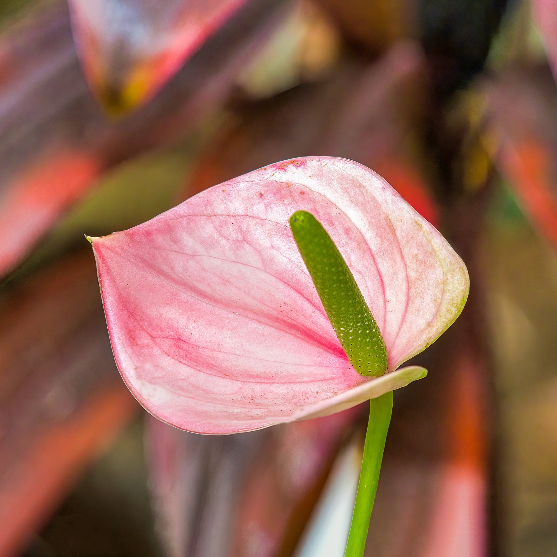 Anthurium rose - Anthurium rose - Willemse