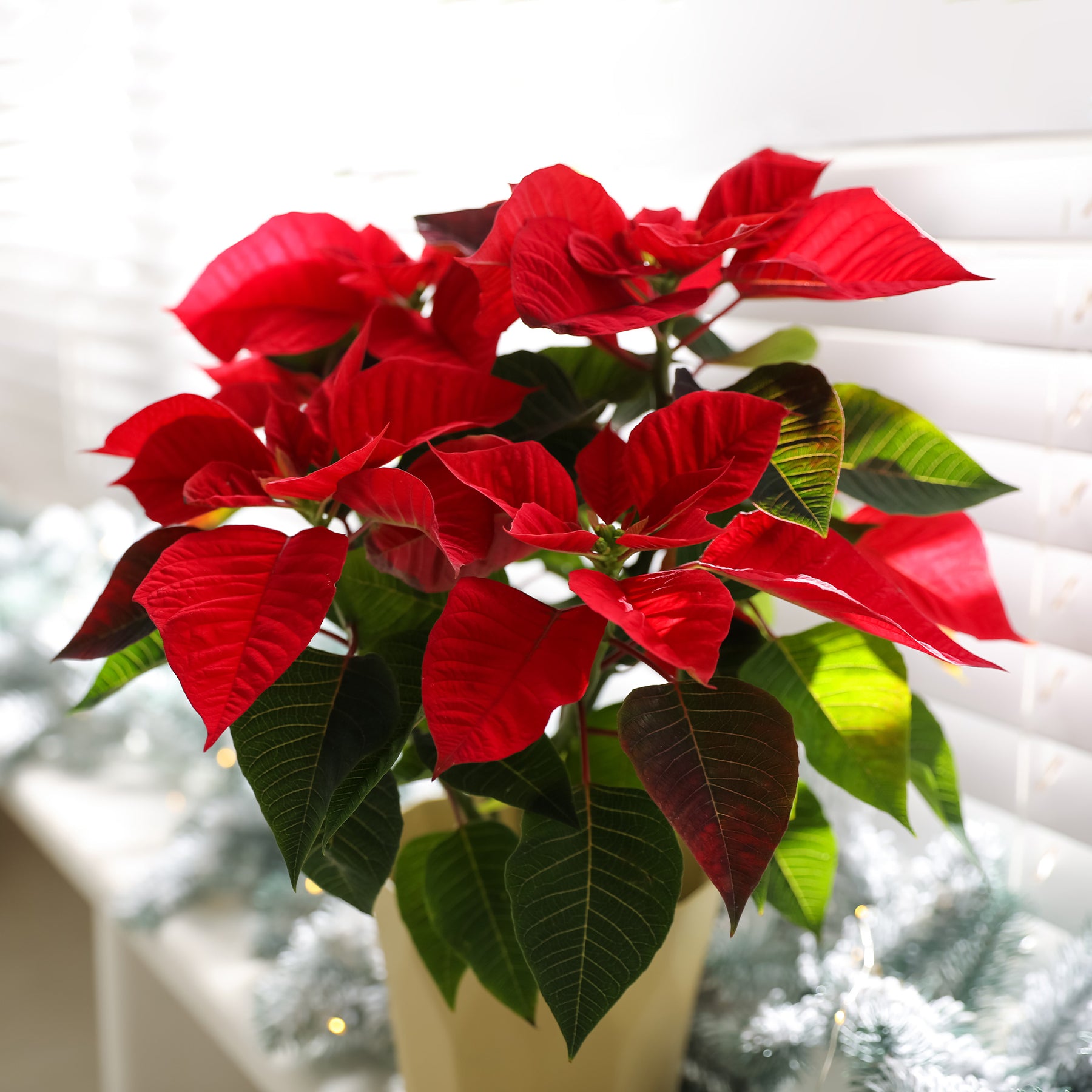 Poinsettia red - Poinsettia Rouge - Plantes fleuries
