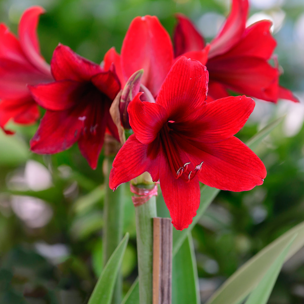 Amaryllis Gloss X Mas Red - Wax Amaryllis  Gloss X Mas Red - Amaryllis