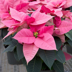 Euphorbia pulcherrima - Poinsettia Rose - Plantes fleuries