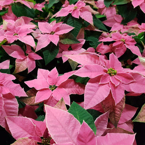 Poinsettia Rose - Euphorbia pulcherrima - Willemse