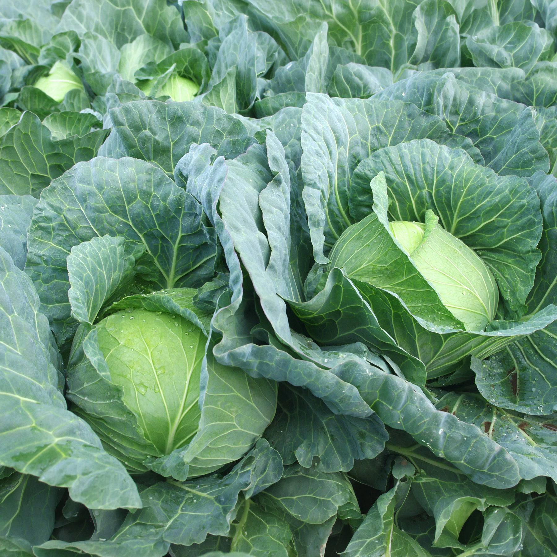 Chou cabus Vestri F1 - Willemse