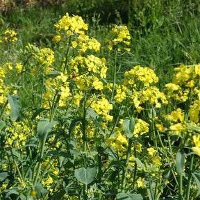 Barbarea praecox - Cresson de jardin - Salades