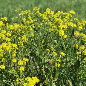 Salades - Cresson de jardin - Barbarea praecox