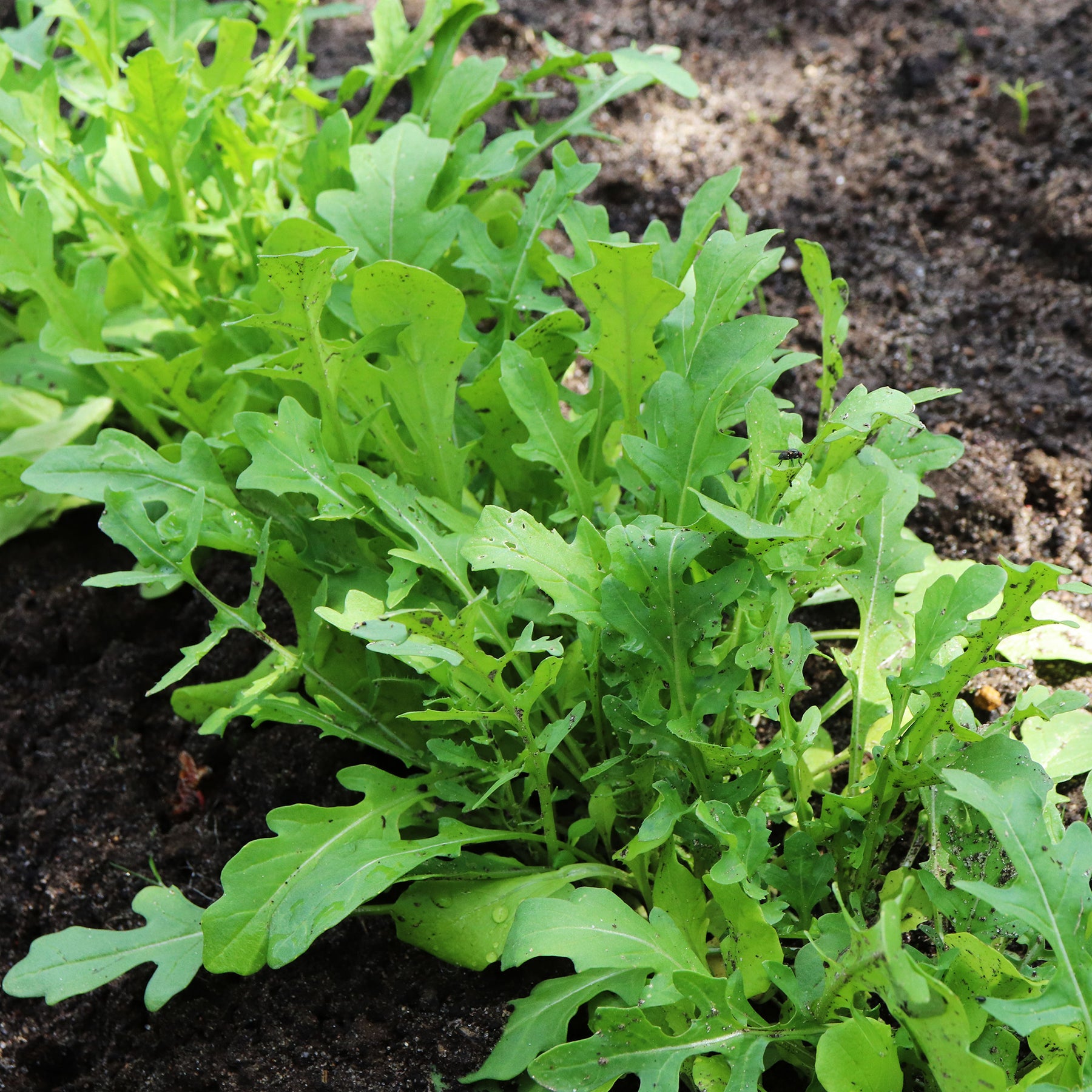 Roquette cultivée - Willemse