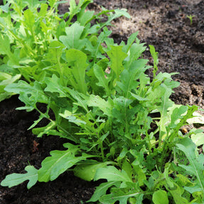 Roquette cultivée - Willemse