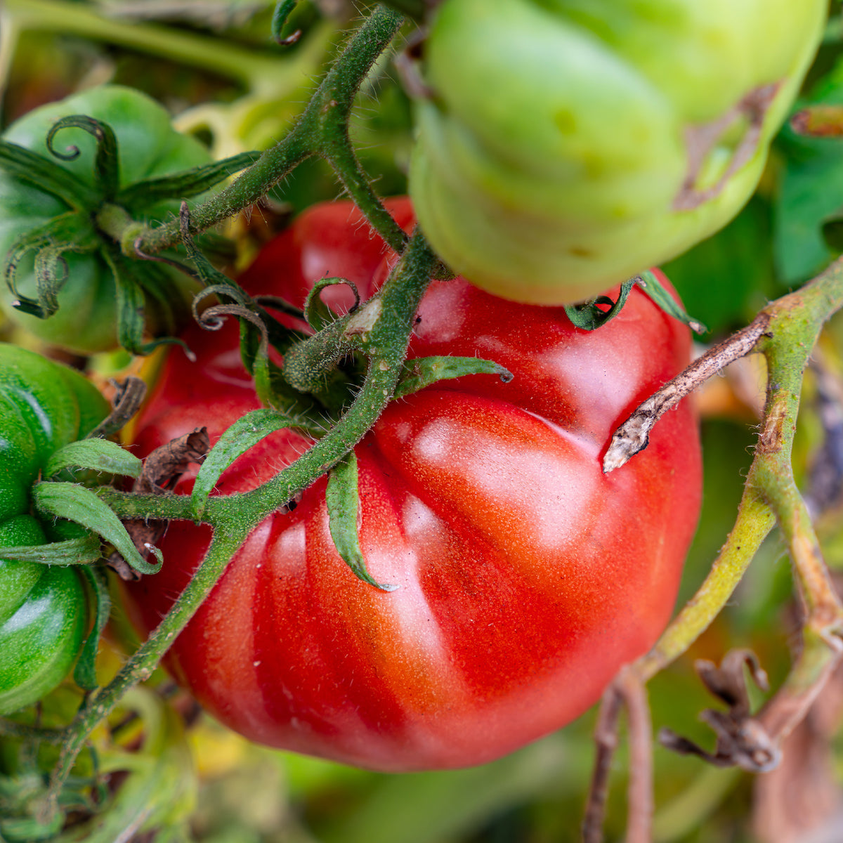 Tomate Brandywine - Willemse