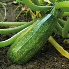 Courgette verte non coureuse des maraîchers - Willemse