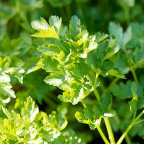 Graines d'aromatiques Bio - Persil Commun 2 Bio - Petroselinum crispum commun 2