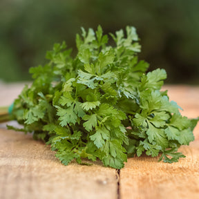 Petroselinum crispum commun 2 - Persil Commun 2 Bio - Graines d'aromatiques Bio
