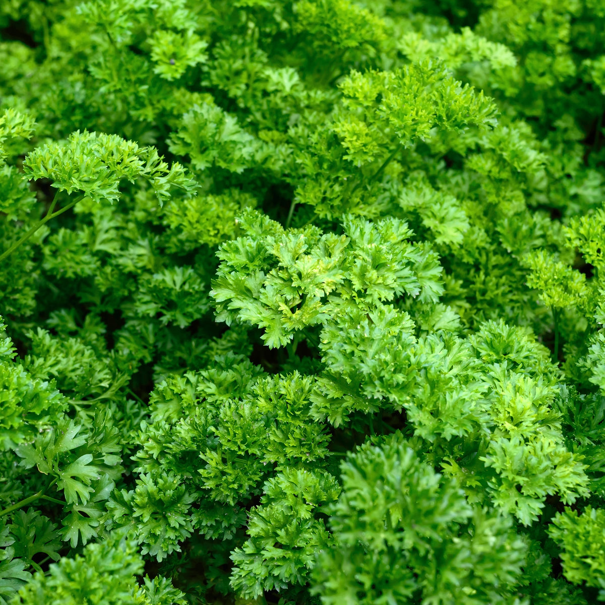 Persil frisé Vert foncé Bio - Petroselinum crispum - Willemse
