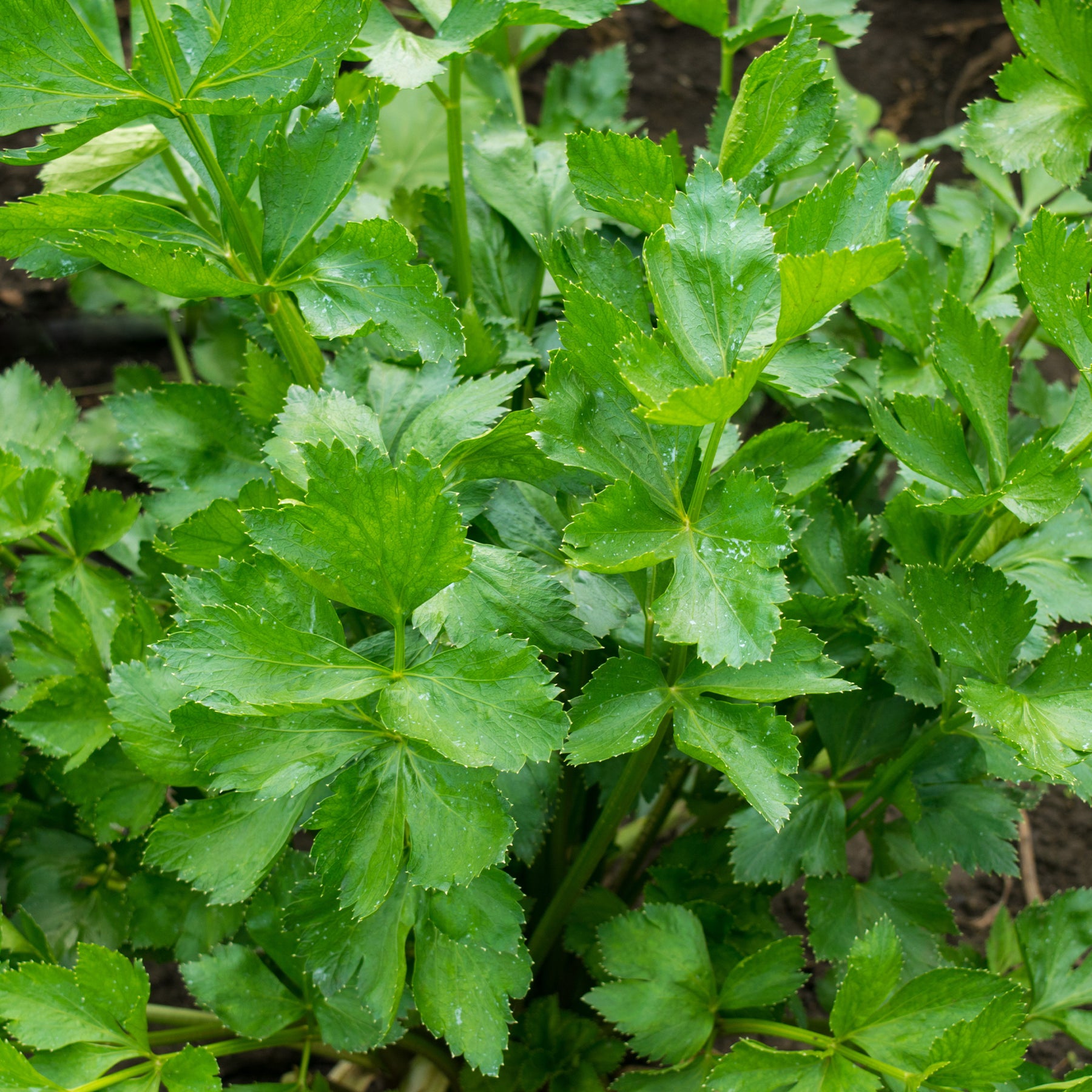 Apium graveolens - Céleri vivace à couper - Céleris