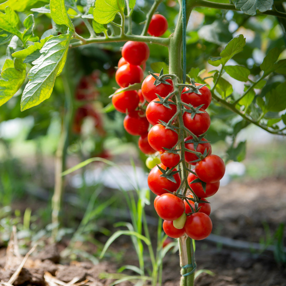Tomate cerise Sweet baby - Willemse