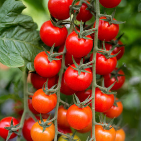 Tomates cerises - Tomate cerise Sweet baby - Solanum lycopersicum sweet baby