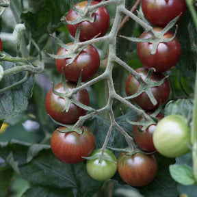 Vente Tomate cerise Sweet baby - Solanum lycopersicum sweet baby