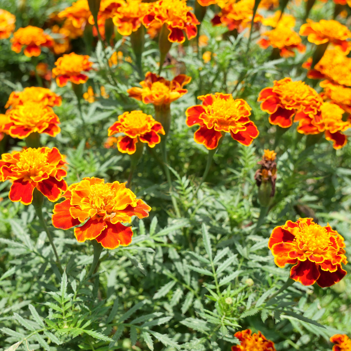 Oeillet d'Inde Honeycomb - Tagetes patula Honeycomb - Willemse