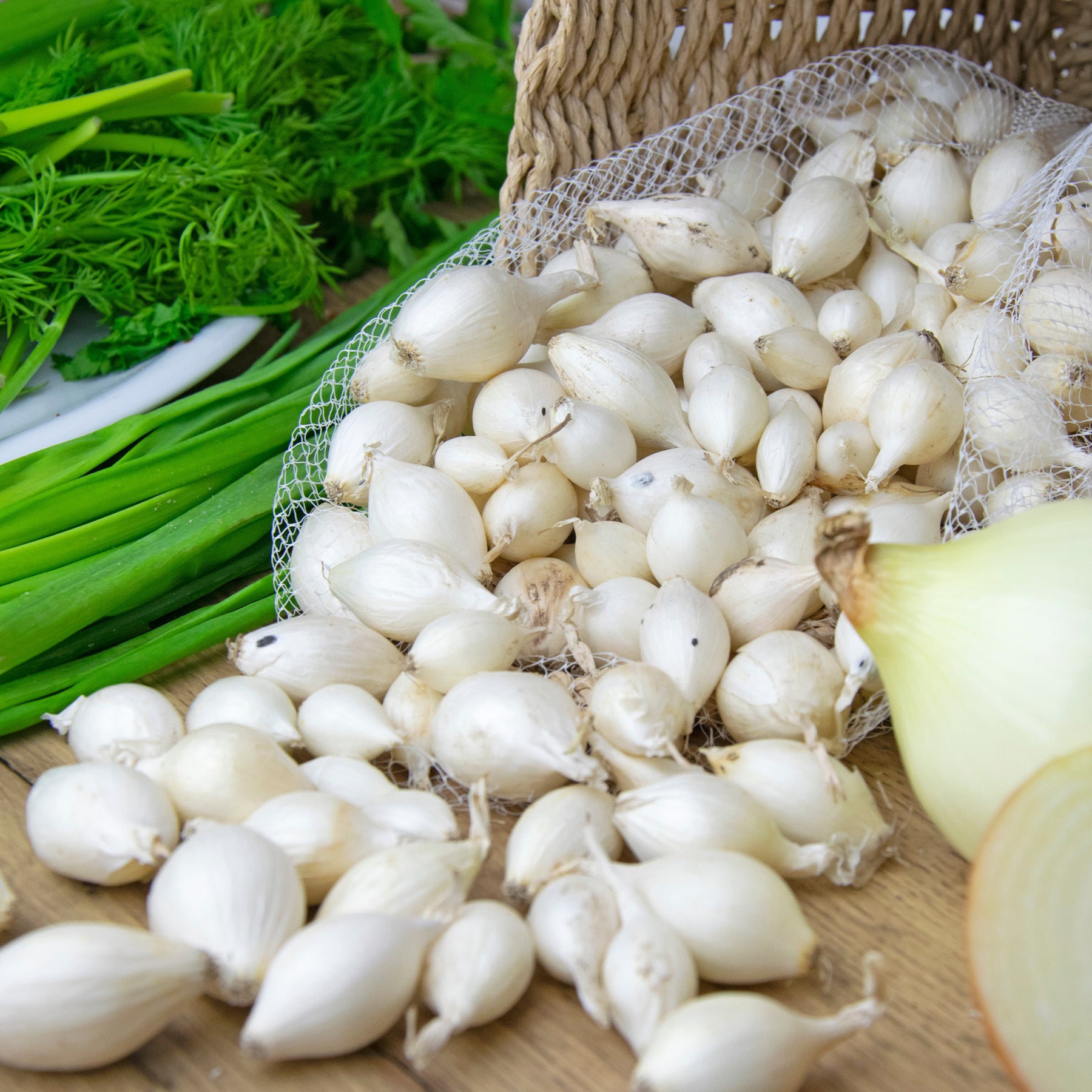 Oignon blanc Snowball - Willemse