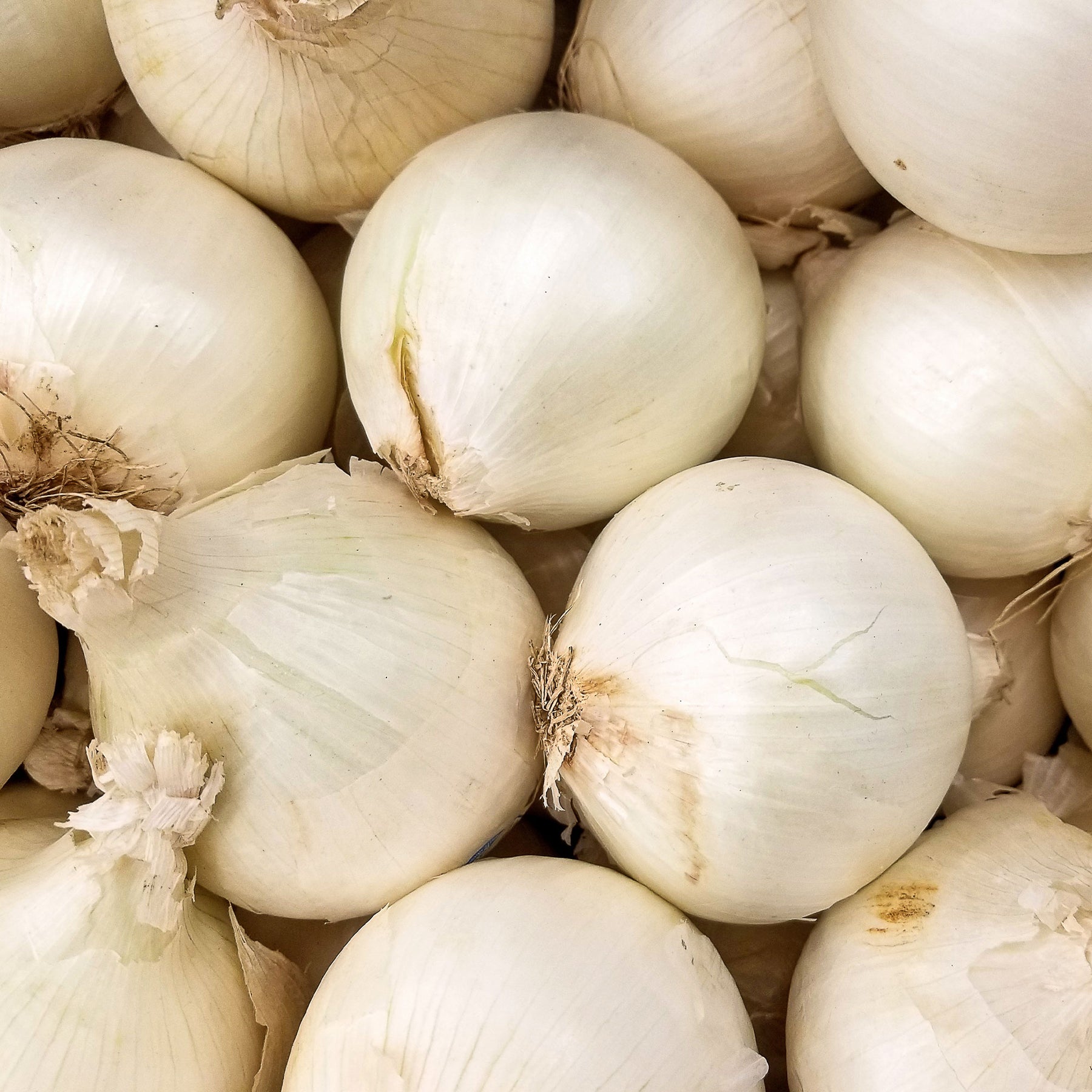 Oignon blanc Snowball - Allium cepa snowball - Willemse