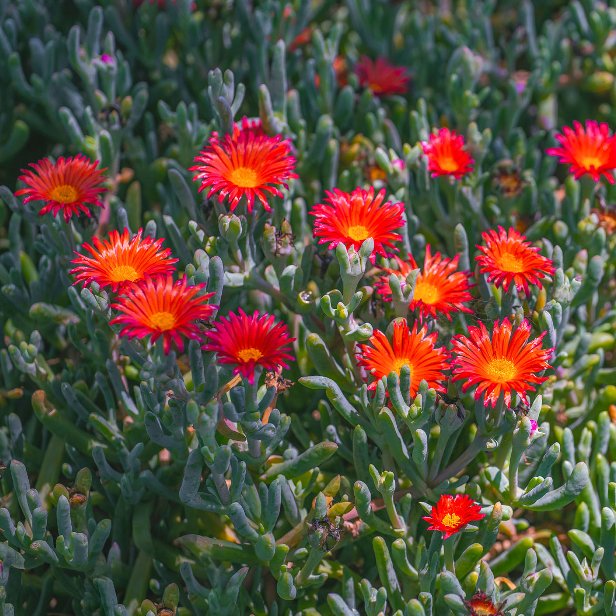 3 Ficoïdes rouges - Lampranthus aurantiacus - Willemse