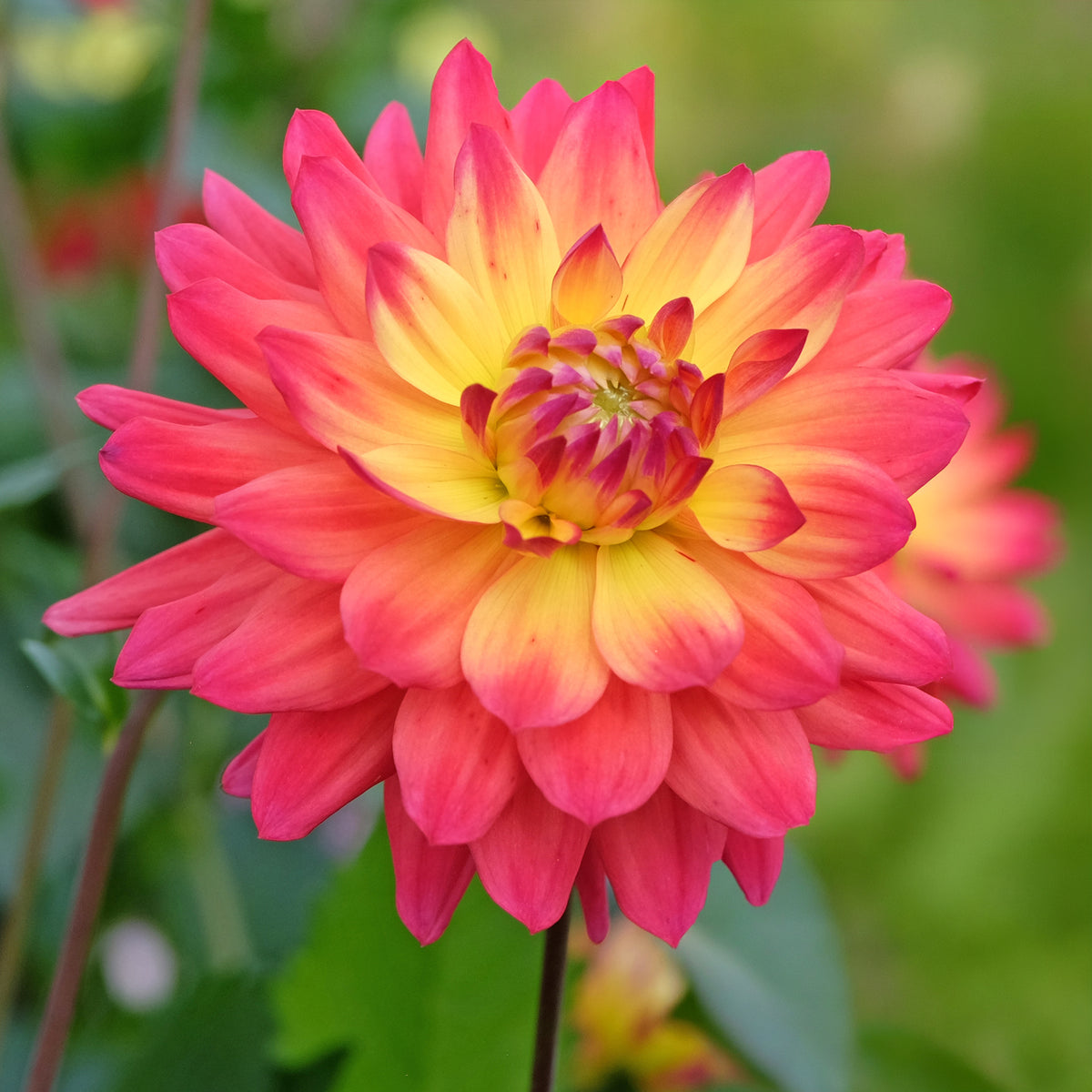 3 Dahlias décoratifs Tricolore - Willemse