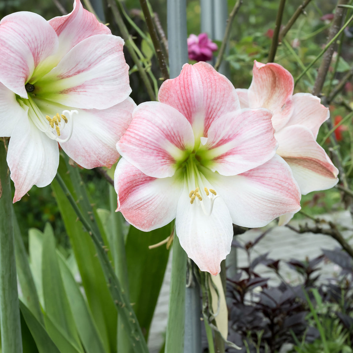Amaryllis naine Angélique - Amaryllis angelique - Willemse