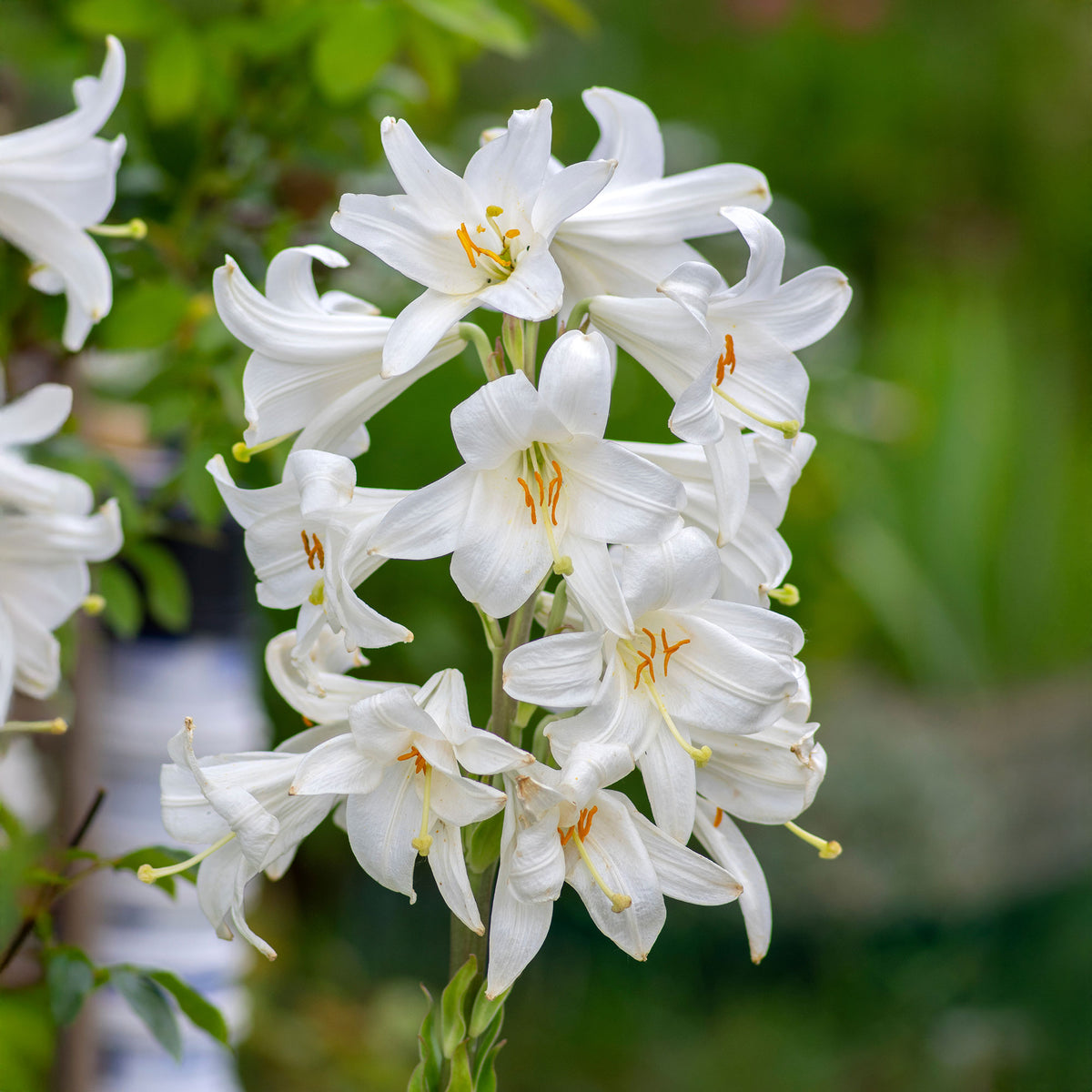 2 Lis de la Madone - Willemse