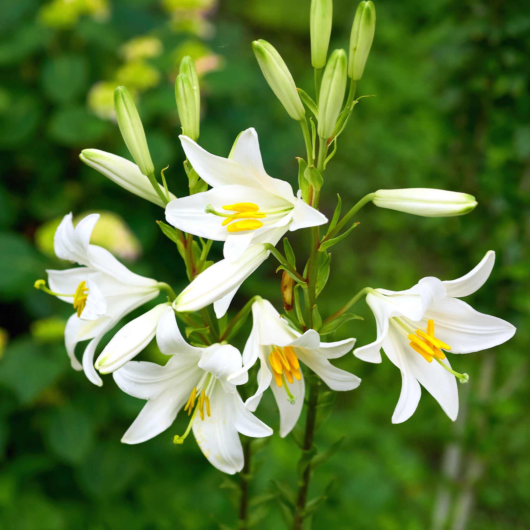 Vente 2 Lis de la Madone - Lilium candidum