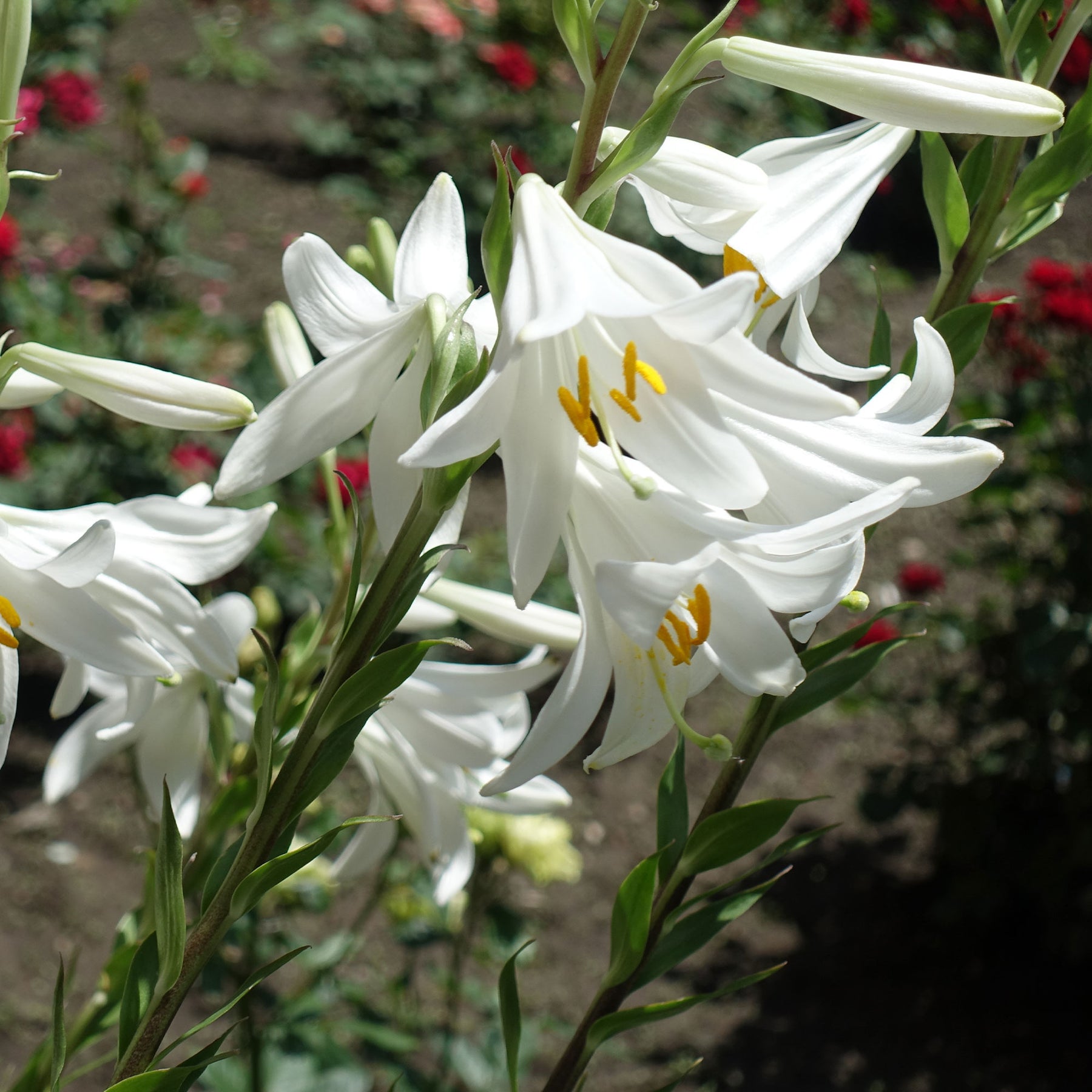 Lis - Lys - 2 Lis de la Madone - Lilium candidum