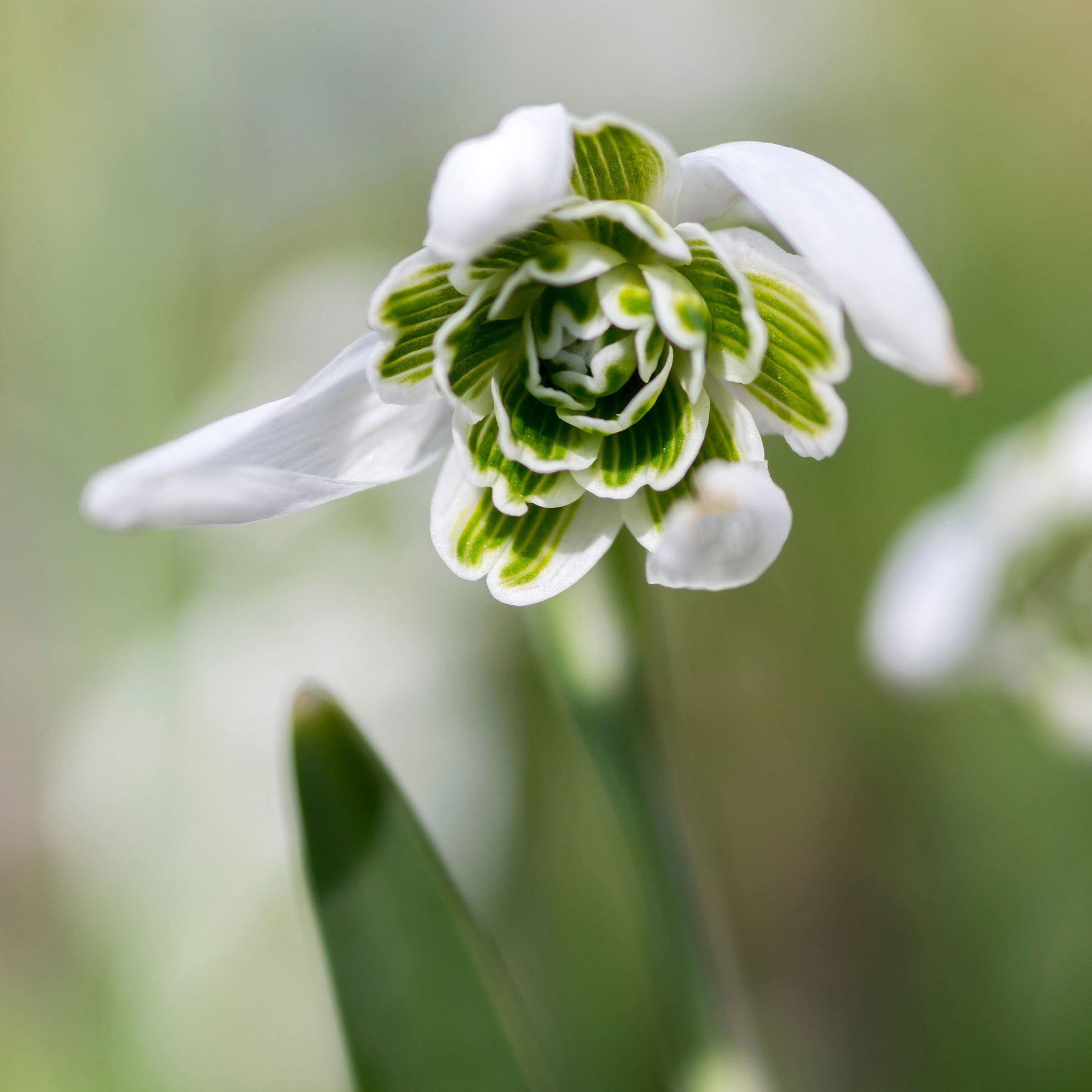 Perce-neige - 10 Perce-neige double - Galanthus nivalis flore pleno