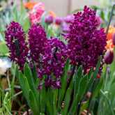 6 Jacinthes Woodstock pourpre - Willemse