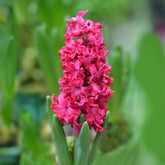 6 Jacinthes Jan Bos rouge - Willemse