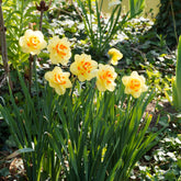 10 Narcisses à fleurs doubles Tahiti - Willemse