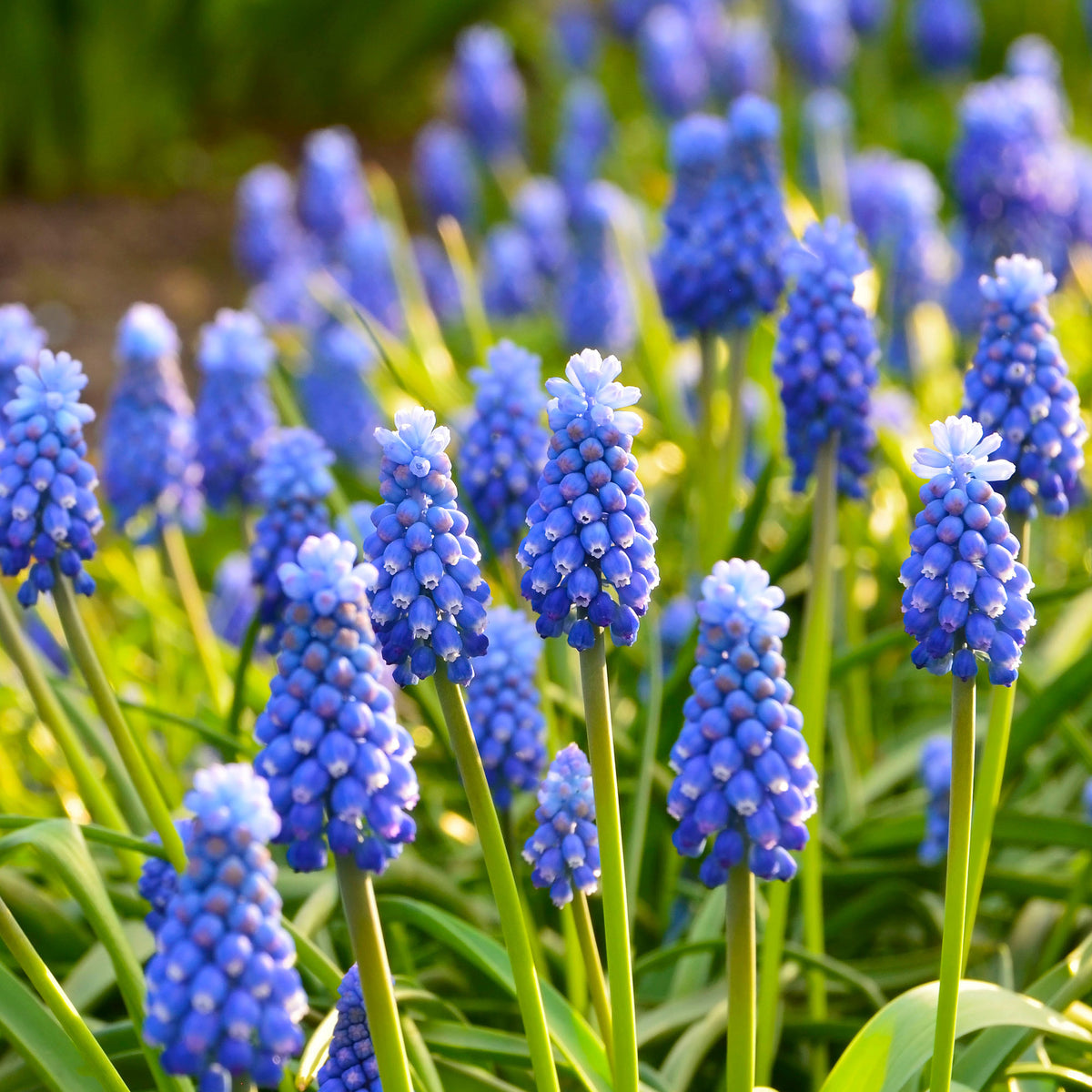 10 Muscaris bleus - Muscari armeniacum - Willemse