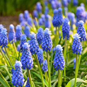 10 Muscaris bleus - Muscari armeniacum - Willemse