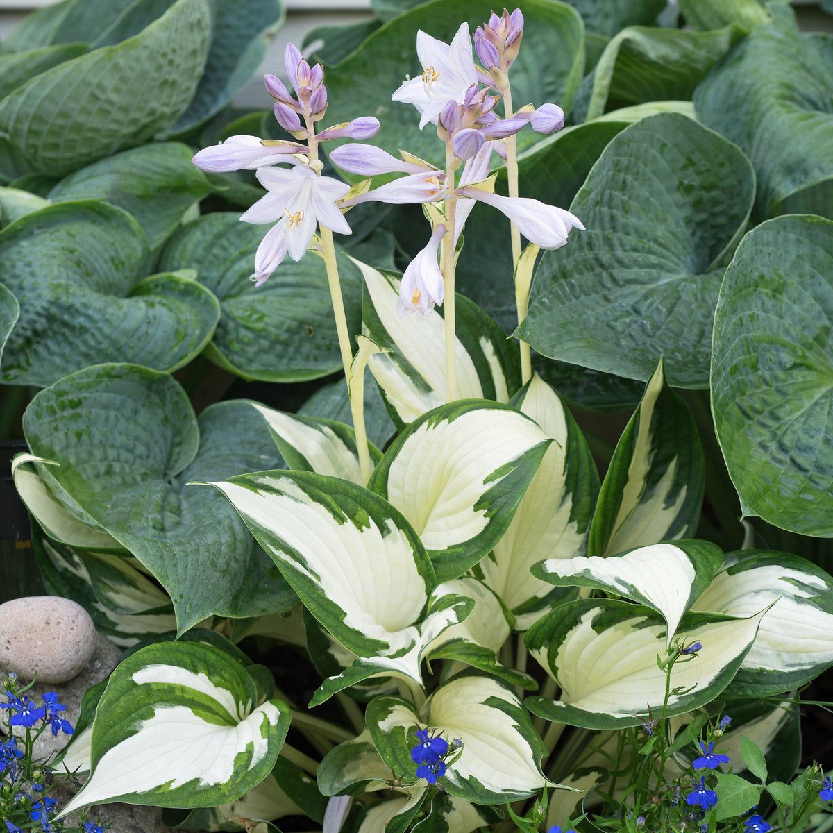 Hosta Feu et glace - Willemse