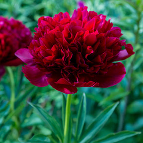 Paeonia lactiflora x Red Charm - Pivoine Red Charm - Pivoines