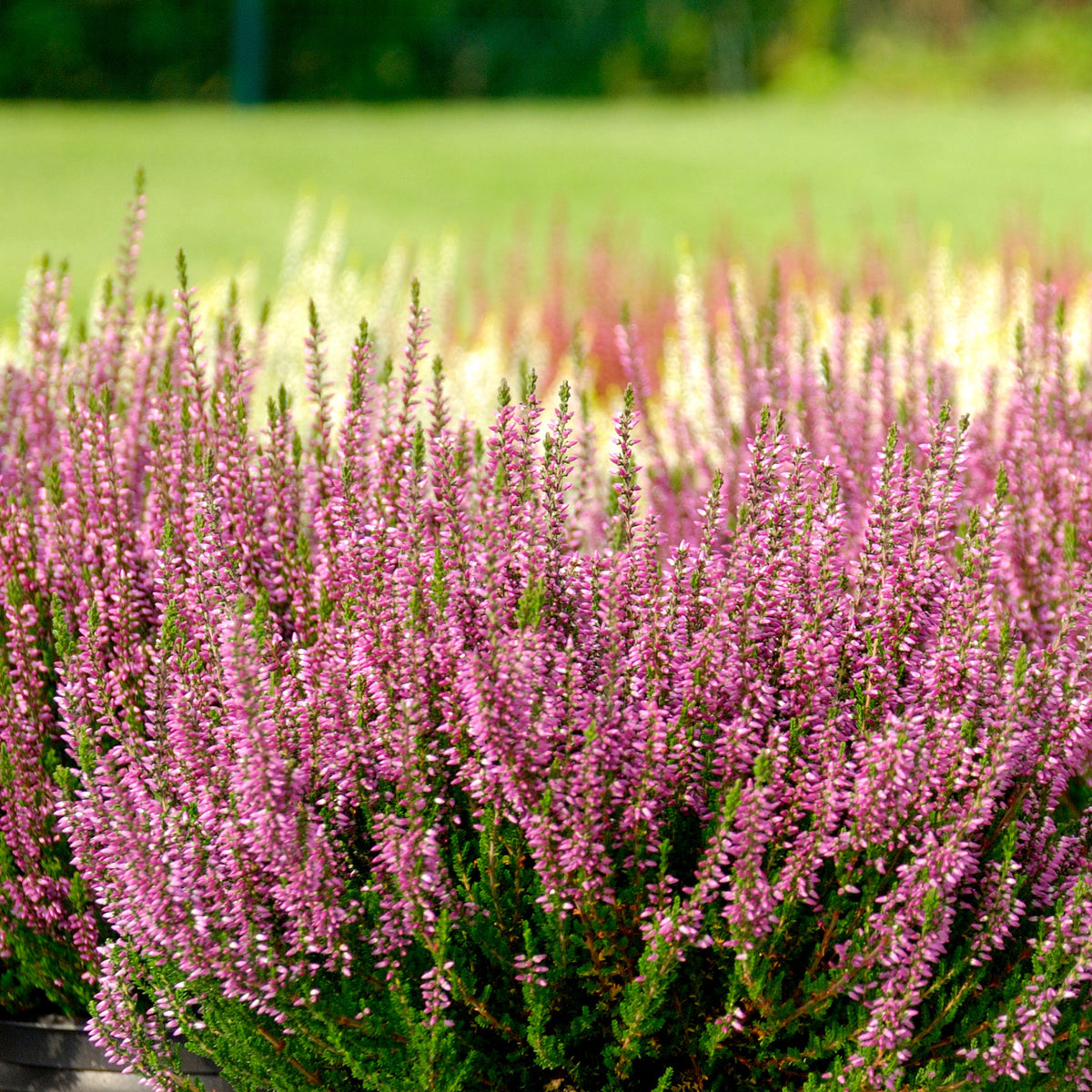 3 Bruyères d'été rose à feuilles vertes - Willemse