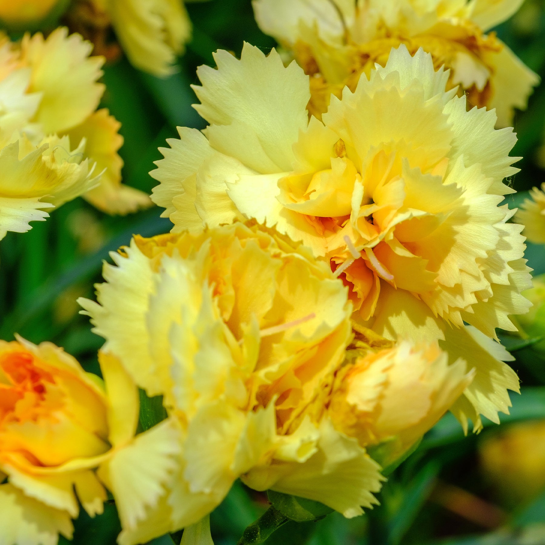 2 Œillets Grenadin Jaune - Dianthus caryophyllus grenadin yellow - Willemse
