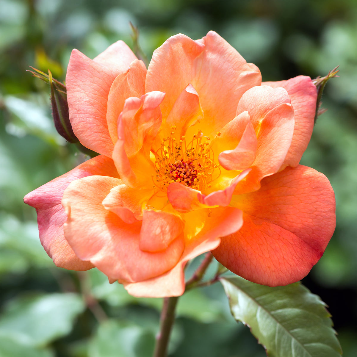 Rosier arbuste Westerland - Willemse
