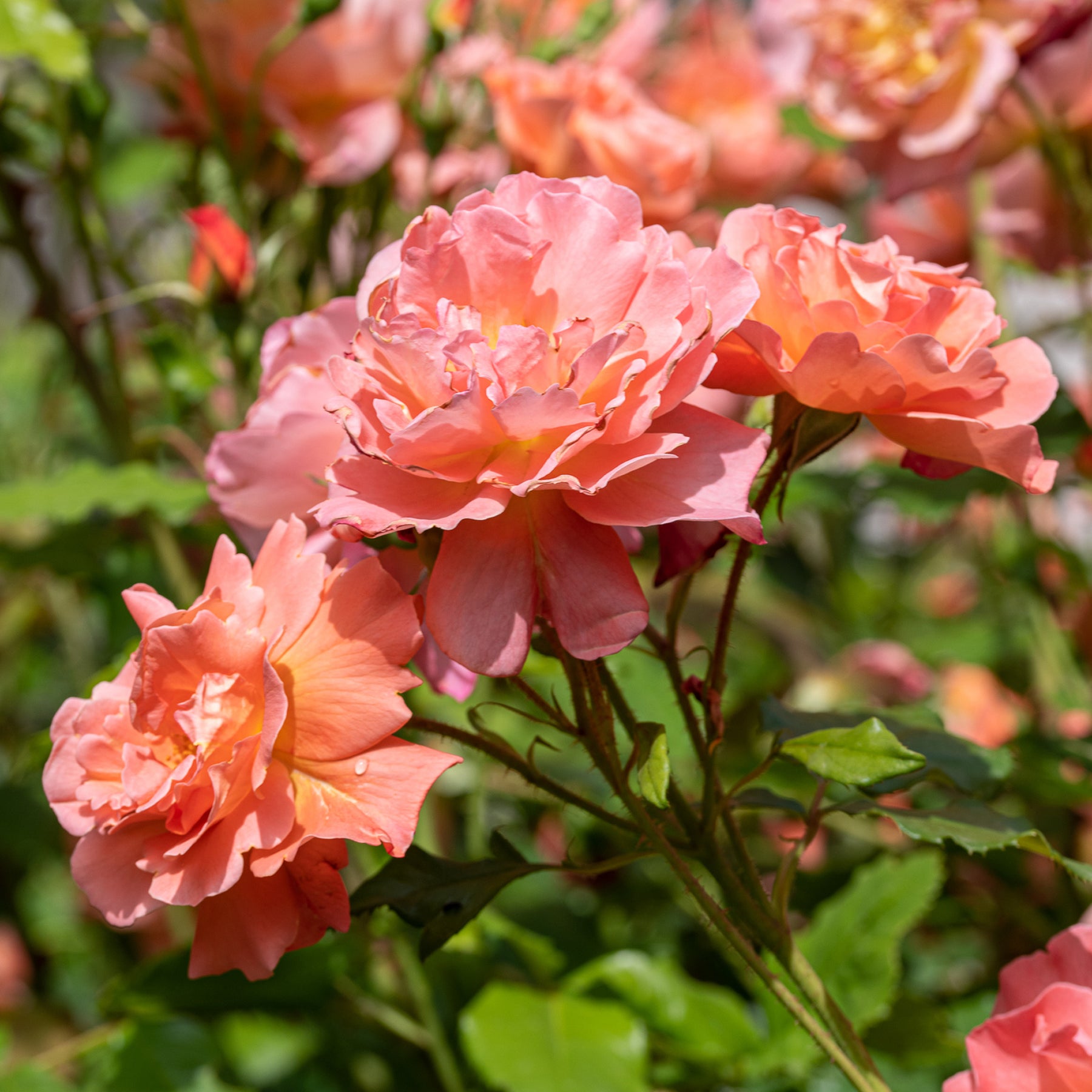 Rosiers arbustifs - Rosier arbuste Westerland - Rosa Westerland®