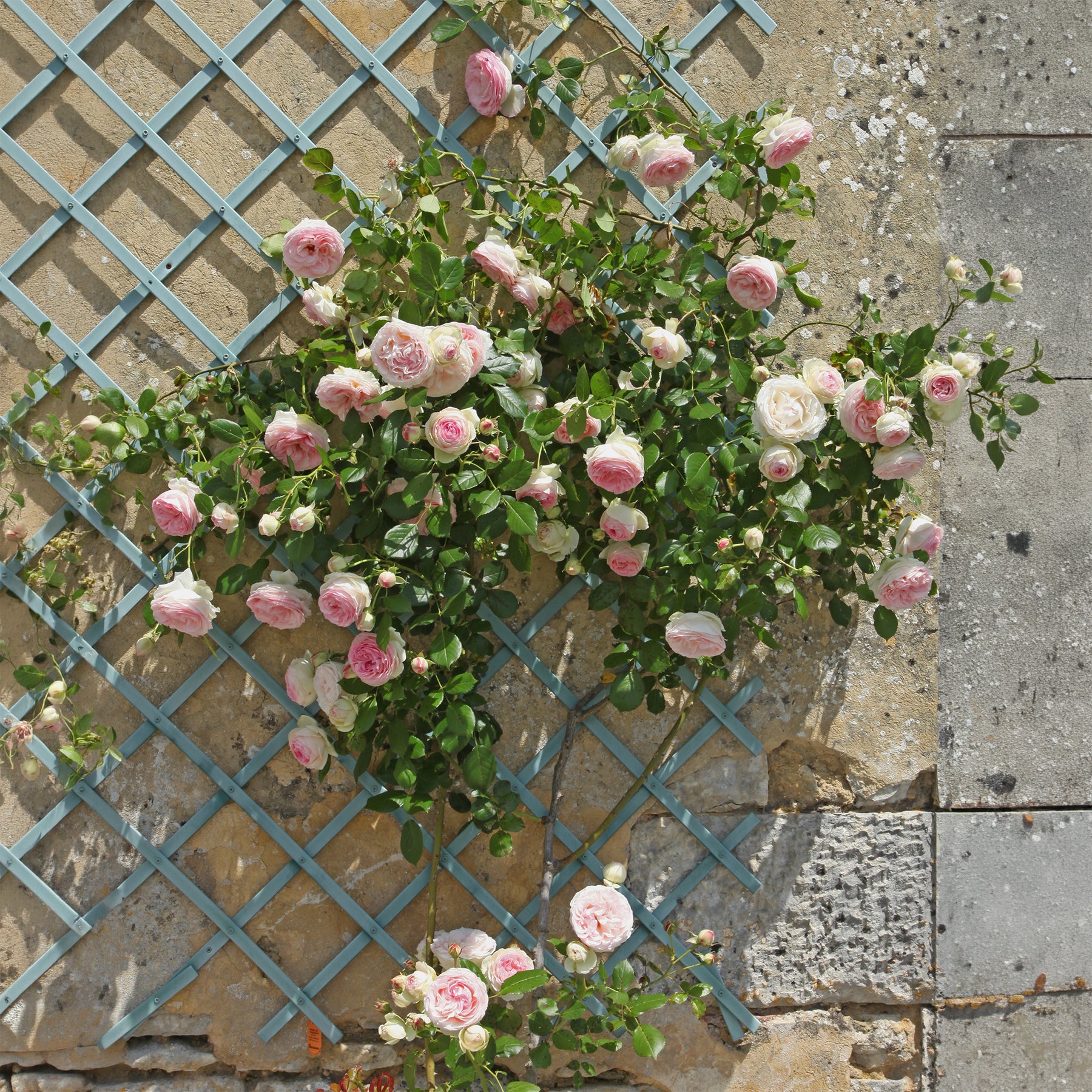 Vente Rosier grimpant Pierre de Ronsard® - Rosa grimpant Pierre de Ronsard® Meiviolin